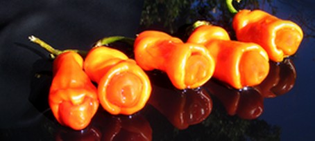 A legférfiasabb paprika 